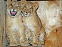 В Иркутскую зоогалерею привезли двух львят