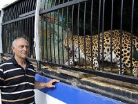 Леопардиха, которую подарят Путину, принесла потомство (фото)