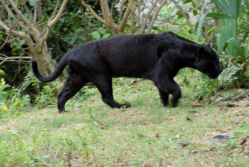 черный ягуар животное 
