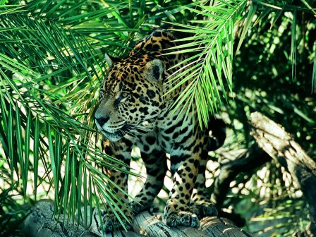 Ягуар (Panthera onca)