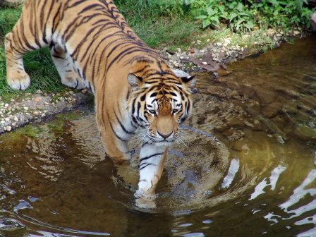 Тигр (Panthera tigris)