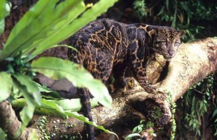 Дымчатый леопард (Neofelis nebulosa)