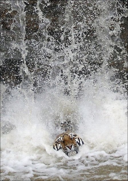 Храбрый тигр (фото)