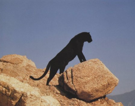 Леопарды. Фоторепортаж по книге Эндрю Клива "Большие кошки".