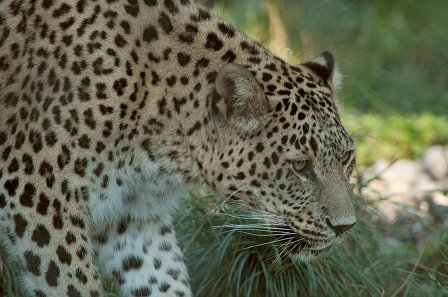 Второе пришествие леопардов на Кавказ