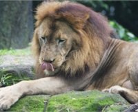 В симферопольском зоопарке плачут львы (видео)