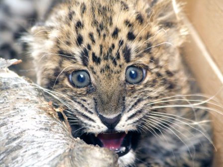 Во владивостокском зоосаде появился котенок леопарда, которого выменяли на обезьяну (видео)