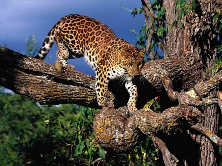 Разработана стратегия сохранения дальневосточного леопарда