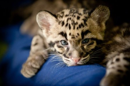Детёныш дымчатого леопарда из Вашингтона (фото и видео)