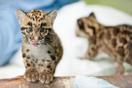 Детёныш дымчатого леопарда из Вашингтона (фото и видео)