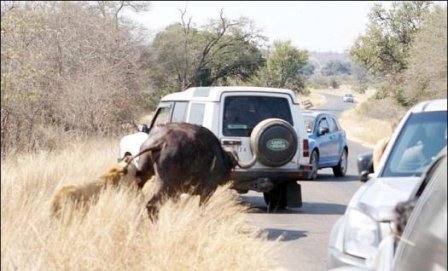 Львица устроила разборки с буйволом на автотрассе в Африке