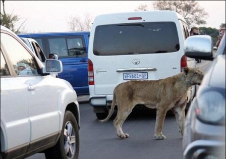 Львица устроила разборки с буйволом на автотрассе в Африке