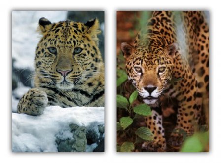 Как отличить ягуара от леопарда?