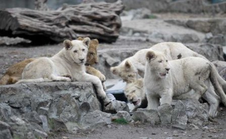 В зоопарке Белграда родились четыре белых львёнка (фото, видео)