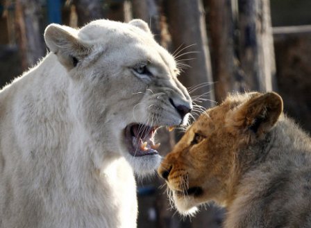 В зоопарке Белграда родились четыре белых львёнка (фото, видео)