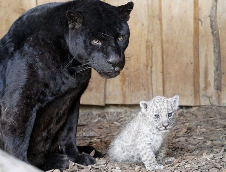 В немецком зоопарке представили публике белых ягуаров (фото, видео)