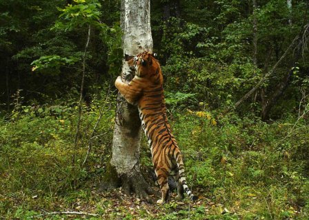Тигр и весеннее обострение
