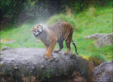 Красавец-тигр из Гонолулу