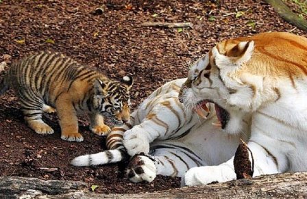 Новая жизнь бенгальских тигрят (фото, видео)