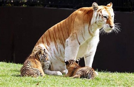 Новая жизнь бенгальских тигрят (фото, видео)
