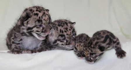Детеныши дымчатых леопардов в зоопарке Нэшвилла