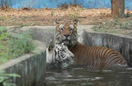 Зоопарк Вандалура планирует укрепить генофонд тигров