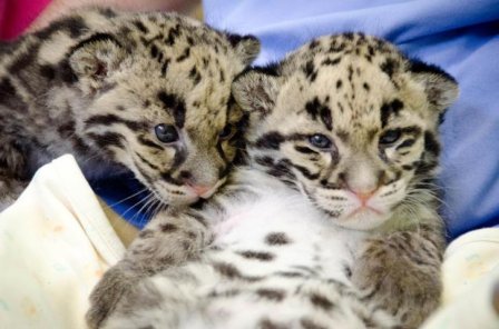 Два маленьких дымчатых леопарда из Вашингтона обрели имена