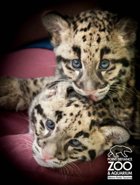 Два маленьких дымчатых леопарда из Вашингтона обрели имена