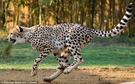 Уникальная находка: гепард без пятен