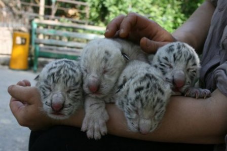 В Ялтинском зоопарке «Сказка» Тигрюля родила четверых тигрят