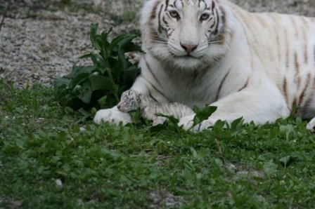 В Ялтинском зоопарке «Сказка» Тигрюля родила четверых тигрят