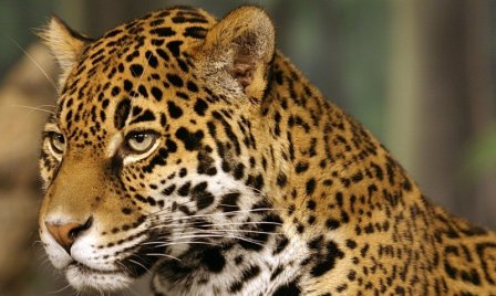 В лесах штата Оахака неожиданно обнаружили ягуара