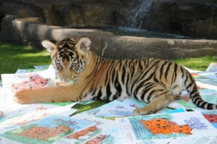 Два тигренка выбрали эмблему для сообщества зоопарка