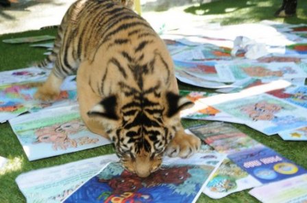 Два тигренка выбрали эмблему для сообщества зоопарка