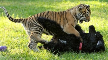 Пёс Дэнзел и маленькая тигрица - лучшие друзья