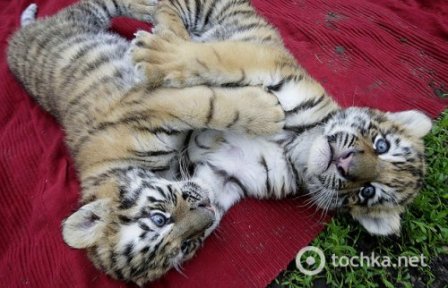 Крошечные тигрята играются в зоопарке Будапешта