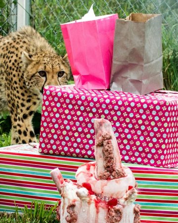 День рождения гепардов