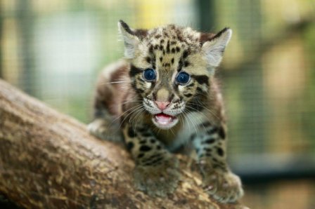 В сингапурском зоопарке родились детеныши дымчатого леопарда