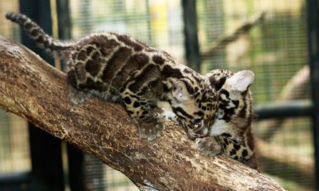 В сингапурском зоопарке родились детеныши дымчатого леопарда