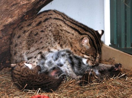 В Смитсоновском зоопарке родились котята - рыболовы