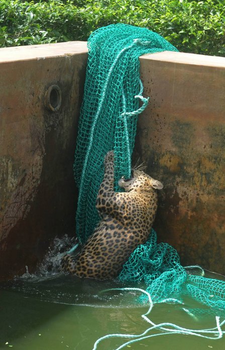 В Индии спасли упавшего в водный бак леопарда