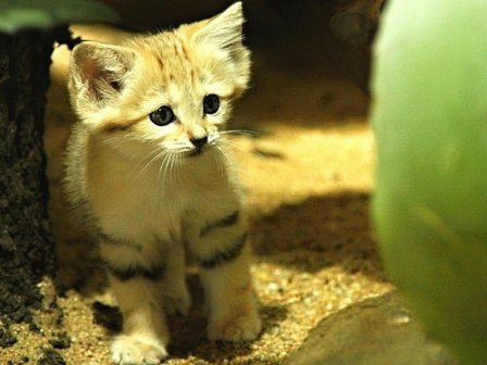 Барханная кошка с детенышем из Брно (7 фото)