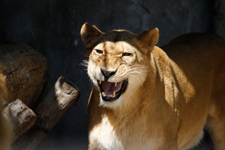 В зоопарке Ставрополя родились львята