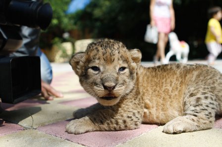 В зоопарке Ставрополя родились львята