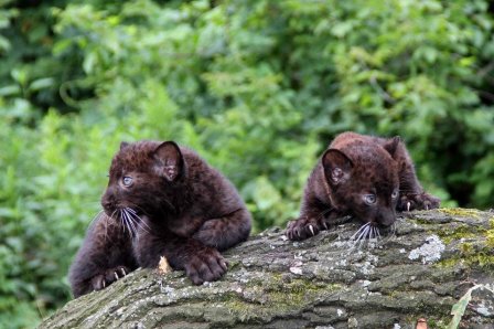 В Tierpark Zoo родились две пантеры (6 фото)