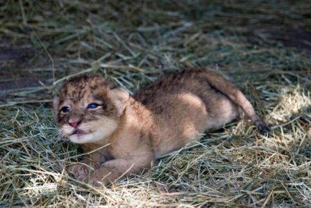 Первый львенок с 1974 года родился в зоопарке Джексонвилля