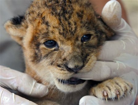 Первый львенок с 1974 года родился в зоопарке Джексонвилля