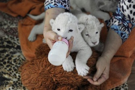 Белые львята из зоопарков Украины