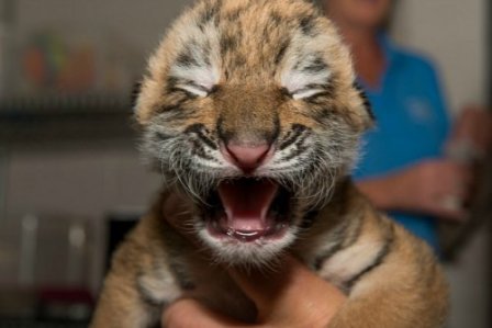 В зоопарке Огайо родились амурские тигрята