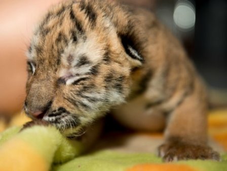 В зоопарке Огайо родились амурские тигрята